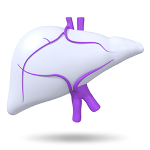 Hepatology Icon